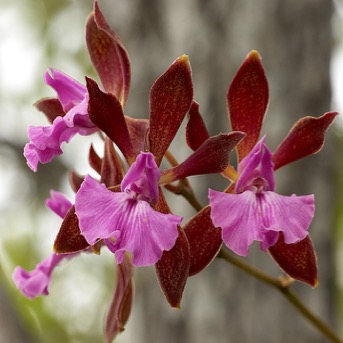 Chocolate Orchid (Encyclia phoenicea)